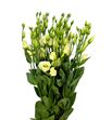 Lisianthus piccolo yellow 75 - LISPICYEL