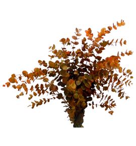 Eucaliptus cinerea naranja nacional - EUCCINNARNAC