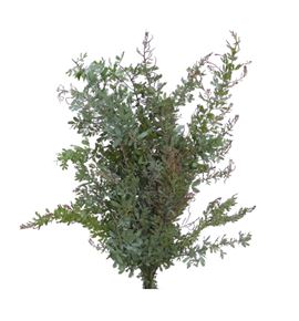 Acacia bloei purpurea 60 - ACABLOPUR