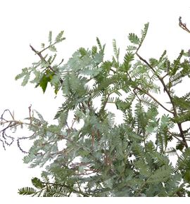 Acacia bloei purpurea 60 - ACABLOPUR