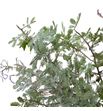 Acacia bloei purpurea 60 - ACABLOPUR1