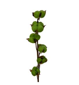 Algodon verde - ALGVER