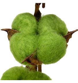 Algodon verde - ALGVER