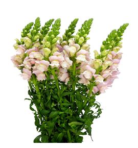 Antirrino antibes pink 75 - ANTANTPIN
