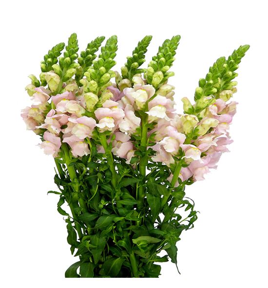 Antirrino antibes pink 75 - ANTANTPIN