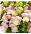 Antirrino antibes pink 75 - ANTANTPIN1