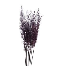 Calamagrostis brachy aubergine 85 - CALBRAAUB
