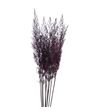 Calamagrostis brachy aubergine 85 - CALBRAAUB