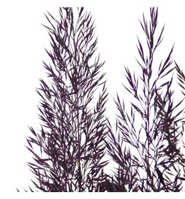 Calamagrostis brachy aubergine 85 - CALBRAAUB