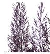 Calamagrostis brachy aubergine 85 - CALBRAAUB1