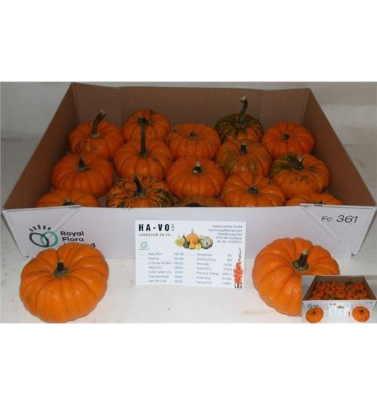 Calabaza manderin x15 - CALMAN15