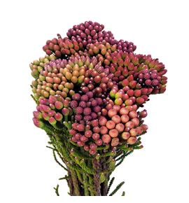 Brunia red small 50 - BRUREDSMA