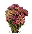 Brunia red small 50 - BRUREDSMA