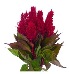 Celosia plumosa century rojo 55 - CELPLUCENROJ