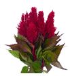 Celosia plumosa century rojo 55 - CELPLUCENROJ