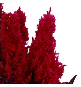 Celosia plumosa century rojo 55 - CELPLUCENROJ