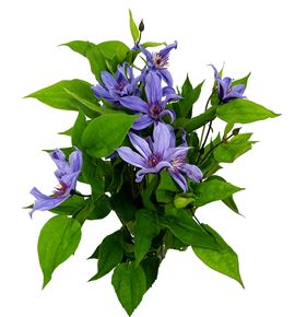 Clematis amazing havava 60 - CLEAMAHAV
