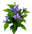 Clematis amazing havava 60 - CLEAMAHAV