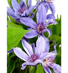 Clematis amazing havava 60 - CLEAMAHAV