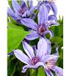 Clematis amazing havava 60 - CLEAMAHAV1