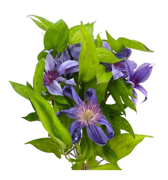 Clematis amazing sofia 60 - CLEAMASOF