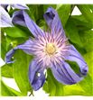 Clematis amazing sofia 60 - CLEAMASOF1