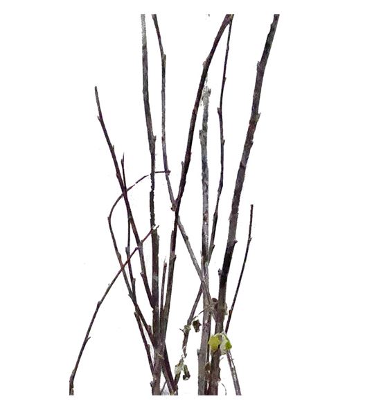 Cornus alba sibirica 240cm x5 - CORALB240