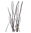 Cornus alba sibirica 240cm x5 - CORALB240