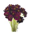 Cosmos black beauty 50 - COSBLABEA