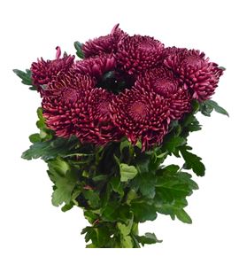 Cr bigoudi red 75 - CRGBIGRED