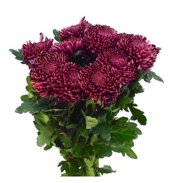 Cr bigoudi red 75 - CRGBIGRED
