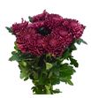 Cr bigoudi red 75 - CRGBIGRED