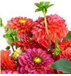 Dahlia ball orange 60 - DAHBALORA1