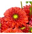 Dahlia ball orange 60 - DAHBALORA2