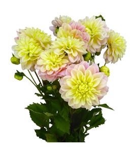 Dahlia giovanna 60 - DAHGIO