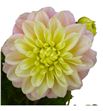 Dahlia giovanna 60 - DAHGIO1