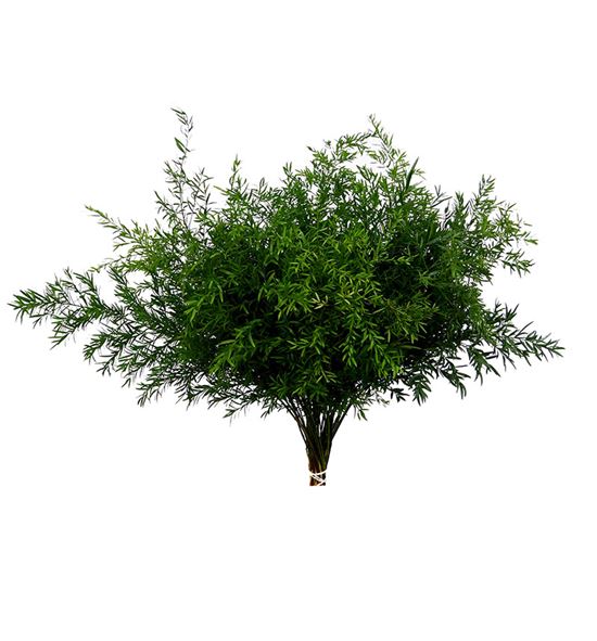 Esparraguera densi cwebe 45 - ESPDENCWE