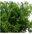 Esparraguera densi cwebe 45 - ESPDENCWE1