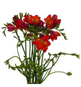 Fresia red baron 50 - FREREDBAR