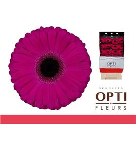 Gerbera aladin 50 x15 - GERALA5015