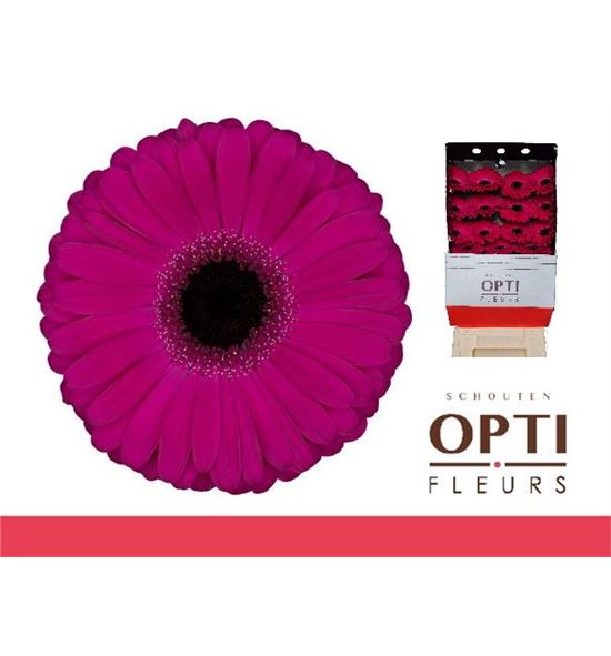 Gerbera aladin 50 x15 - GERALA5015