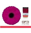 Gerbera aladin 50 x15 - GERALA5015