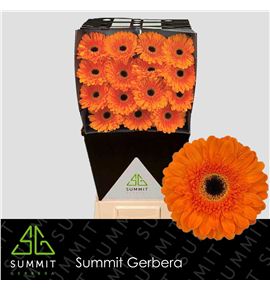 Gerbera bonanza 50 x15 - GERBON5015