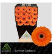 Gerbera bonanza 50 x15 - GERBON5015