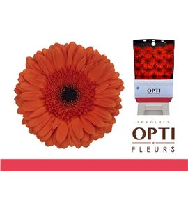 Gerbera capella 50 x15 - GERCAPE5015