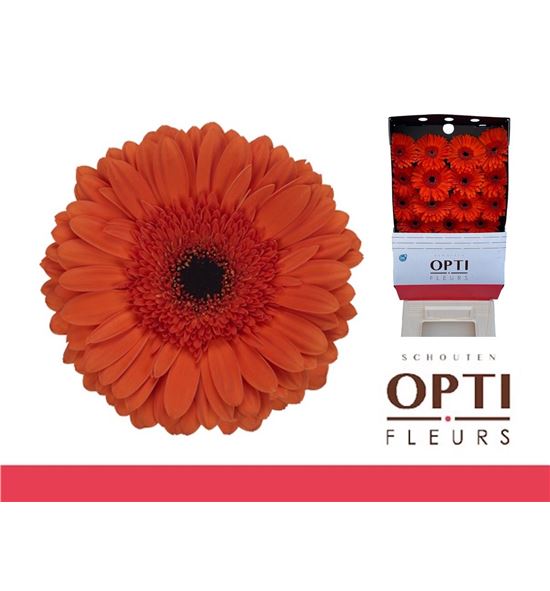 Gerbera capella 50 x15 - GERCAPE5015