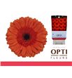 Gerbera capella 50 x15 - GERCAPE5015