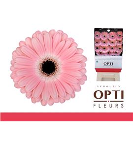 Gerbera dulcie 50 x15 - GERDUL5015