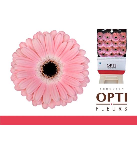 Gerbera dulcie 50 x15 - GERDUL5015