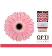 Gerbera dulcie 50 x15 - GERDUL5015